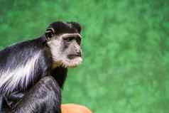 脸阿比西尼亚黑色的白色疣猴特写镜头热带猴子specie非洲