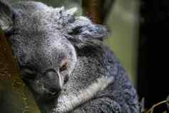 昆士兰考拉熊睡觉树特写镜头肖像考拉脆弱的有袋类动物specie澳大利亚