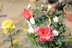 红色的玫瑰伍迪常年开花植物属蔷薇属家庭蔷薇科灌木茎锋利的刺太阳爱的植物花朵晚些时候春天早期秋天受欢迎的花束