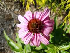 粉红色的花瓣橙色松果菊花绿色叶子