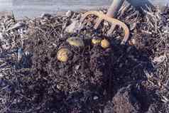 收获土豆挖掘人补丁花园美国
