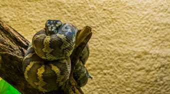 肖像西北大学地毯python盘树分支热带爬行动物澳大利亚
