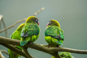 夫妇黑色的无礼地说情侣坐着分支热带鸟赞比亚非洲