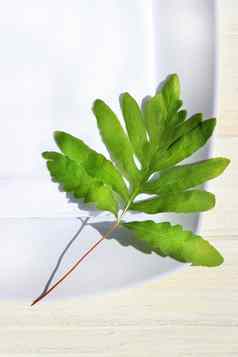 表格餐巾绿色蕨类植物