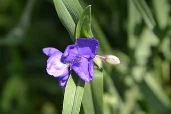 紫露草属花