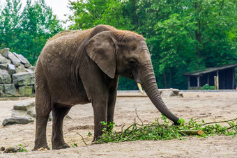 特写镜头肖像非洲大象吃树分支机构脆弱的动物specie非洲