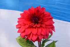 多层花瓣红色的AsterAster属常年家庭菊科太阳爱的植物花朵冬天春天夏天受欢迎的花花束象征爱友谊