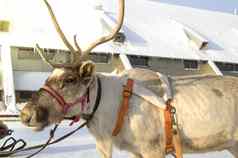 象征圣诞节驯鹿拉雪橇美丽的站雪阳光明媚的冬天一天特写镜头