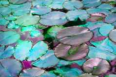 美丽的池塘水莉莉植物绿松石健美的背景发光效果幻想令人难以置信的复制空间
