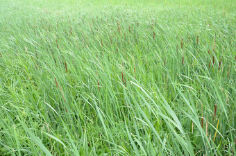 猫尾巴绿色草风湿地