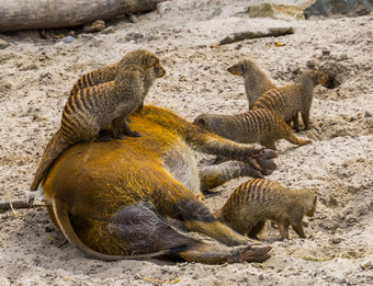 集团带状猫鼬坐着前红色的河猪有趣的可爱的动物行为