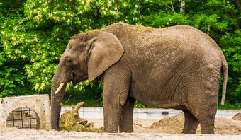 图斯克非洲大象玩草把回来脆弱的动物specie非洲