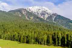 惊人的照片克什米尔谷天堂地球美丽的视图尤斯玛格村包围雪冻喜马拉雅山脉冰川山绿色冷杉松树行森林景观