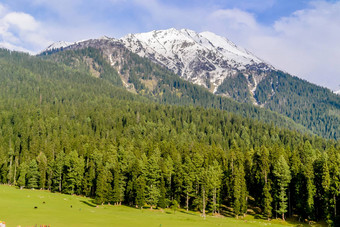 惊人的照片克什米尔谷天堂地球美丽的视图尤斯玛格村包围雪冻<strong>喜马拉雅</strong>山脉冰川山绿色冷杉松树行森林景观