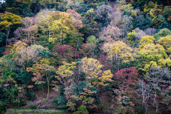 树改变颜色日本