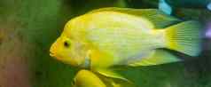 迈达斯丽鱼科鱼特写镜头黄色的白色彩色的热带鱼异国情调的鱼specie科斯塔黎加