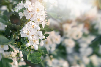 精致的白色花山楂春天花园特写镜头