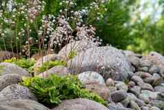 盛开的虎耳草属植物umbrosa植物小假山夏天花园