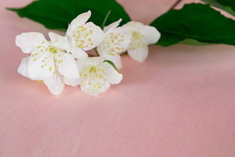 嫩枝花山梅花被称为茉莉花模拟橙色粉红色的木表格