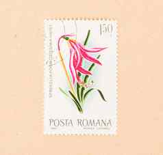 罗马尼亚约邮票印刷罗马尼亚显示粉红色的