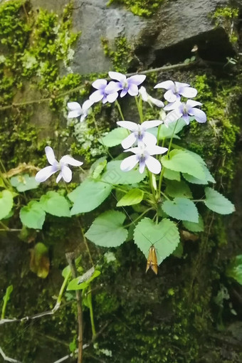 蓝色的绣球花盛开的太阳