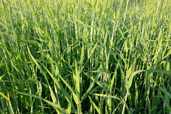视图年轻的绿色场小麦大麦夏天清晰的一天自然背景