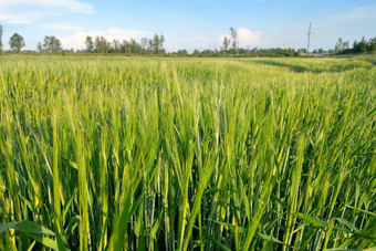 视图年轻的绿色场<strong>小</strong>麦大麦夏天<strong>清晰</strong>的一天自然<strong>背景</strong>