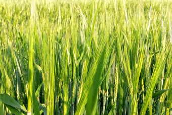 视图年轻的绿色场小麦大麦夏天清晰的一天自然背景