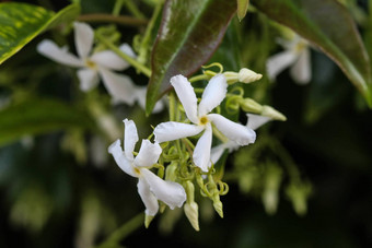 trachelospermumjasminoides常见的的名字包括南方<strong>茉莉</strong>花南部<strong>茉莉</strong>花明星<strong>茉莉</strong>花南方<strong>茉莉</strong>香水中国人明星<strong>茉莉</strong>花盛开的花园