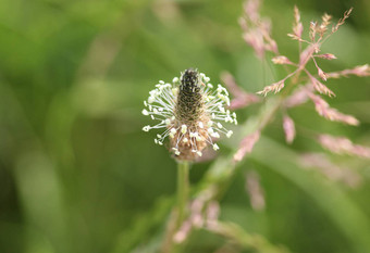 Plantago生长状况常见的的名字ribwort<strong>车前草</strong>narrowleaf<strong>车前草</strong>英语<strong>车前草</strong>ribleaf