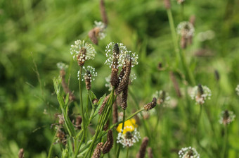 Plantago生长状况常见的的名字ribwort<strong>车前草</strong>narrowleaf<strong>车前草</strong>英语<strong>车前草</strong>ribleaf