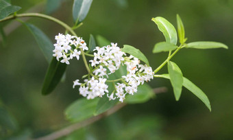 ligustrum俗野生<strong>女贞</strong>常见的<strong>女贞</strong>欧洲<strong>女贞</strong>花盛开的春天