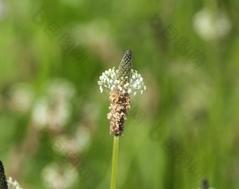 Plantago生长状况常见的的名字ribwort<strong>车前草</strong>narrowleaf<strong>车前草</strong>英语<strong>车前草</strong>ribleaf