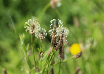 Plantago生长状况常见的的名字ribwort<strong>车前草</strong>narrowleaf<strong>车前草</strong>英语<strong>车前草</strong>ribleaf