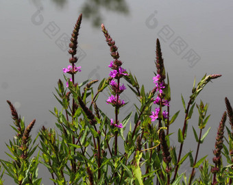 Lythrumsalicaria花盛开的常见的的名字紫色的珍珠菜飙升珍珠菜紫色的Lythrum