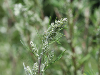 蒿寻常的常见的艾蒿河畔苦恼的原因重<strong>罪犯</strong>草菊花杂草野生苦恼的原因盛开的春天