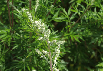 蒿寻常的常见的艾蒿河畔苦恼的原因重罪犯草菊花杂草野生苦恼的原因盛开的春天