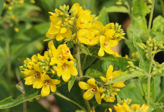 珍珠菜寻常的花花园珍珠菜黄色的珍珠菜花园黄色的珍珠菜盛开的夏天