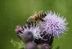 西方蜂蜜蜜蜂欧洲蜂蜜蜜蜂apimellifera花收集花蜜