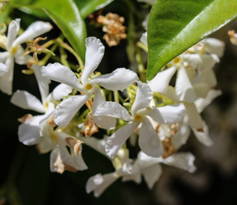 trachelospermumjasminoides常见的的名字包括南方<strong>茉莉花</strong>南部<strong>茉莉花</strong>明星<strong>茉莉花</strong>南方茉莉香水中国人明星<strong>茉莉花</strong>盛开的花园