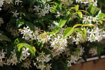 trachelospermumjasminoides常见的的名字包括南方<strong>茉莉花</strong>南部<strong>茉莉花</strong>明星<strong>茉莉花</strong>南方茉莉香水中国人明星<strong>茉莉花</strong>盛开的花园