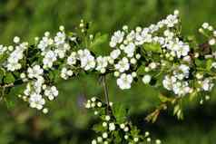 白色花米德兰山楂英语山楂Crataegus拉维加塔盛开的春天