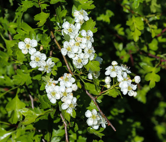 白色花米德兰山楂英语山楂Crataegus拉维加塔盛开的春天