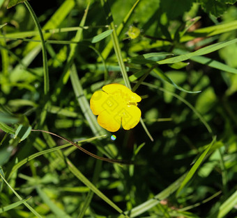 常见的草地<strong>毛茛</strong>属植物高<strong>毛茛</strong>属植物<strong>毛茛</strong>属植物acris盛开的春天