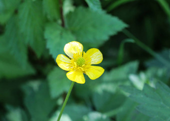 常见的草地<strong>毛茛</strong>属植物高<strong>毛茛</strong>属植物<strong>毛茛</strong>属植物acris盛开的春天