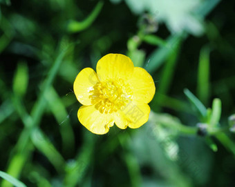 常见的草地<strong>毛茛</strong>属植物高<strong>毛茛</strong>属植物<strong>毛茛</strong>属植物acris盛开的春天