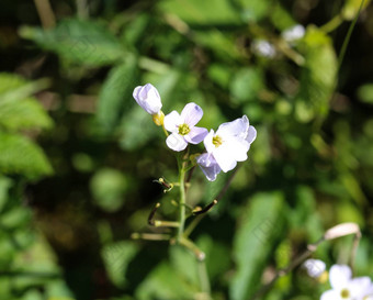 大苦水芹cardamine<strong>我爱你</strong>盛开的春天