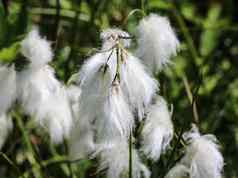 兔子的尾巴cottongrass草丛cottongrass埃里奥弗鲁姆2015: 2湿地盛开的春天