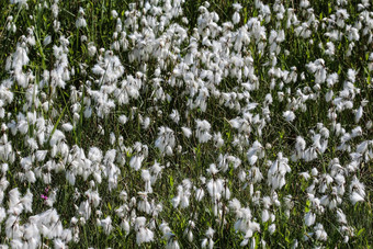 兔子的尾巴cottongrass<strong>草丛</strong>cottongrass埃里奥弗鲁姆2015: 2湿地盛开的春天