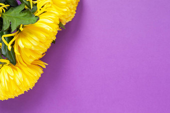 充满活力的黄色的菊花春天番红花属紫色的背景